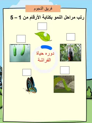 رتب مراحل النمو بكتابة الأرقام من 1 – 5  النجوم