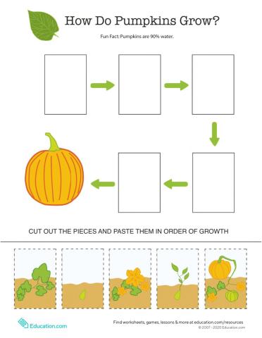 Pumpkin, Pumpkin Sequencing
