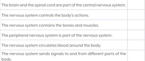 Nervous System