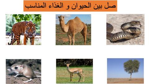 غذاء الحيوانات