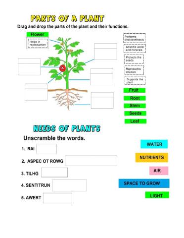 Plants parts and needs