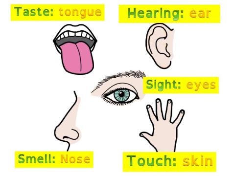 Senses information
