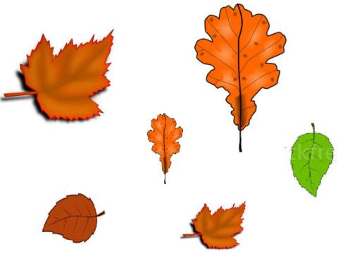 Selectează frunzele mici!