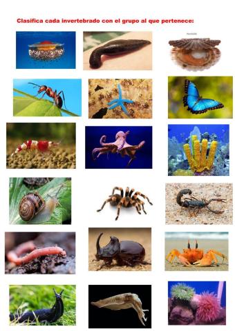 Ejemplos de invertebrados