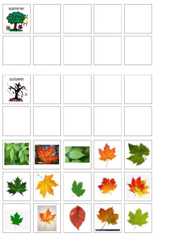 Summer vs Autumn Leaves