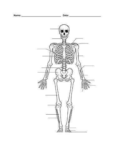 The Skeletal System