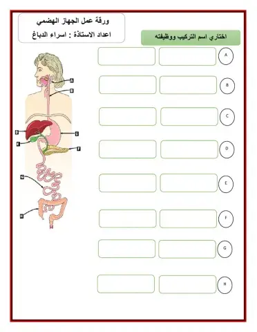 ورقة عمل الجهاز الهضمي