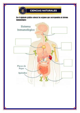 Sistema Inmunológico