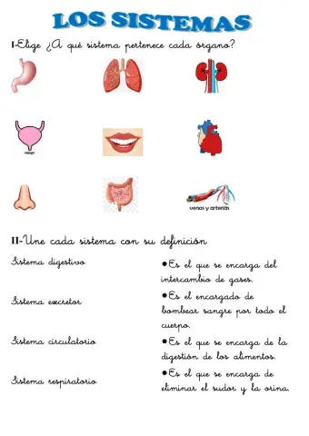 Los sistemas del cuerpo