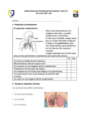 Función de los pulmones