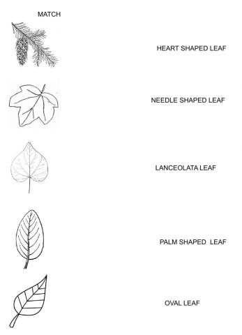 Leaves shapes