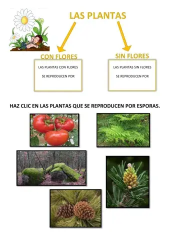 Las plantas