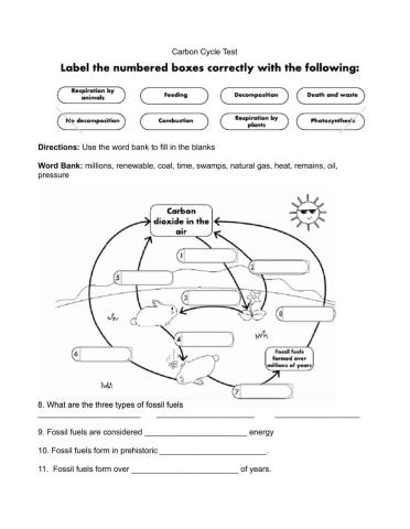 Carbon Cycle Test