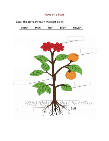 Parts of the Plant