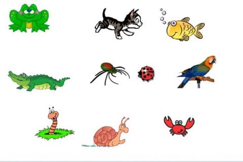 Animales vertebrados e invertebrados