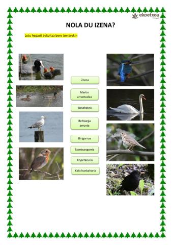 Nola du izena hegazti bakotzak?