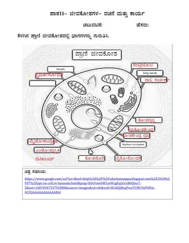 Labelling the Parts of Animal Cell