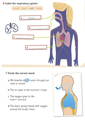 Respiratory system