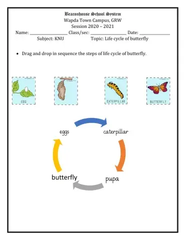 Life cycle of butterfly