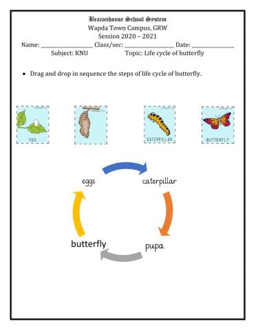 Life cycle of butterfly