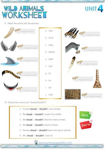 Animal Body Parts - Should&Shouldn't