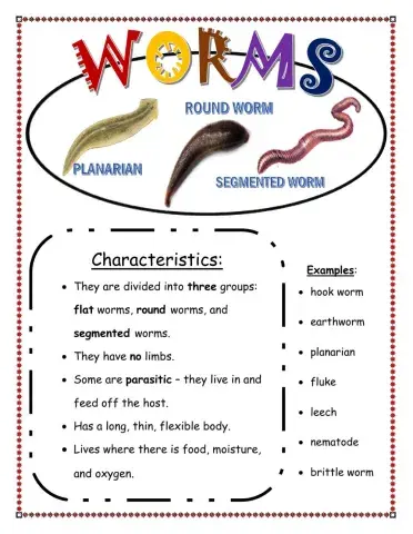 Worms Anchor Chart