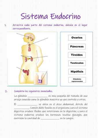 Sistema endocrino