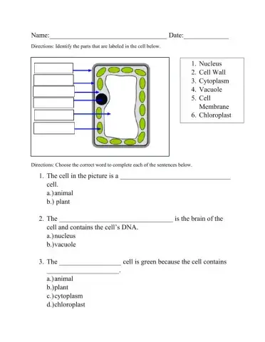 Plant and Animal Cells