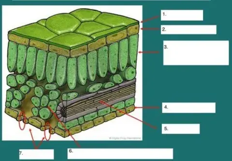 Internal structure of leave