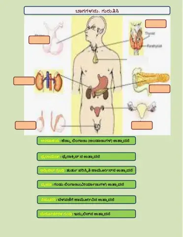 Endocrine Gland