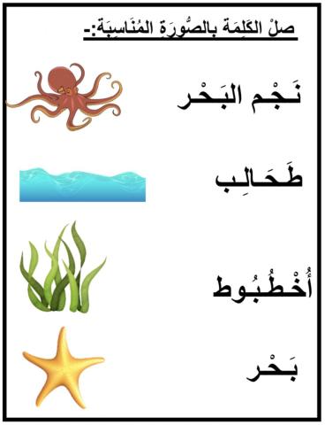 توصيل كائنات بحرية