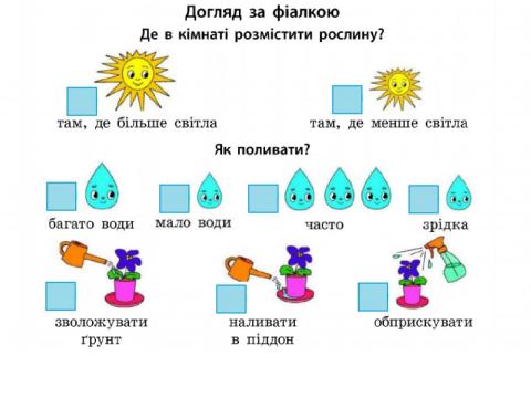 Догляд за фіалкою