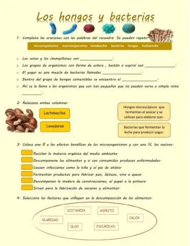 Los hongos y bacterias