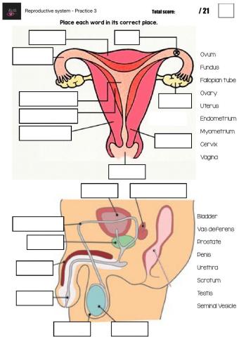 Reproductive system - Practice 3