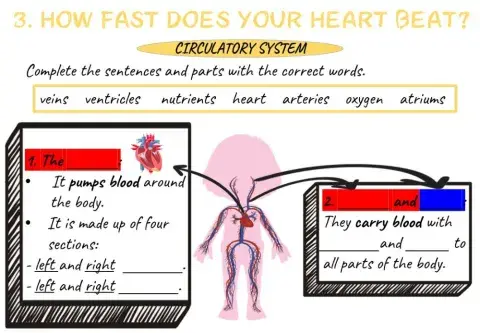 Circulatory system