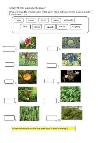 Can you name the plant? Grade 1