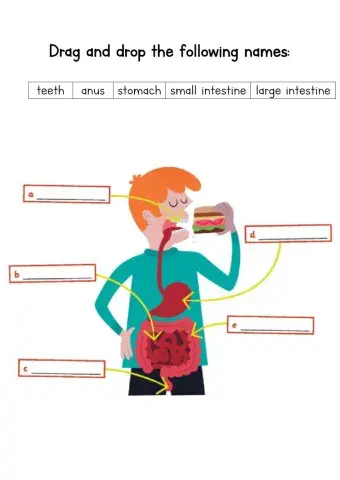 Digestive system
