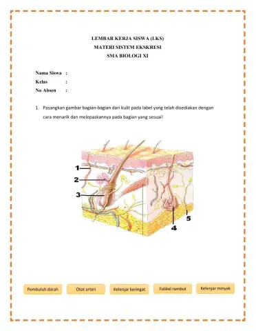 LKS Sistem Ekskresi Pada Manusia