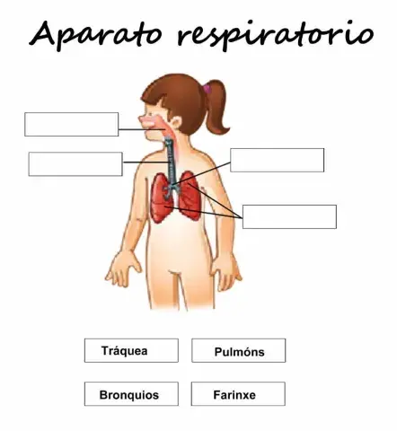 Aparato respiratorio