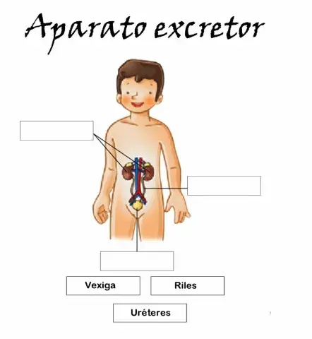 Aparato excretor