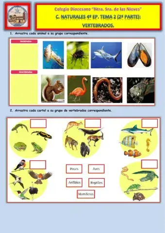 Tema 2. 2ª Parte. Vertebrados.