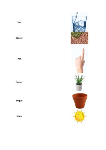 How to plant a plant? - Vocabulary.