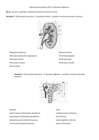 Строение нефрона