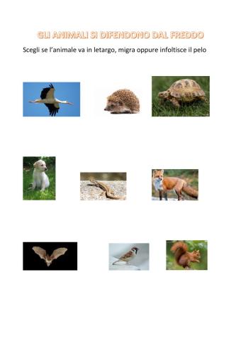 Gli animali si difendono dal freddo