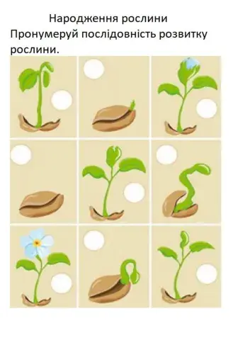 Я доглядаю за кімнатними рослинами