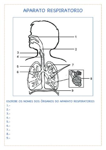 Aparato respiratorio