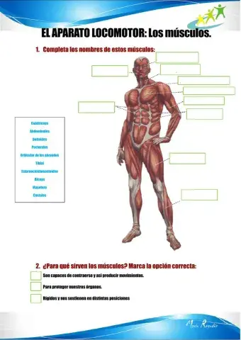 Aparato locomotor: Los músculos