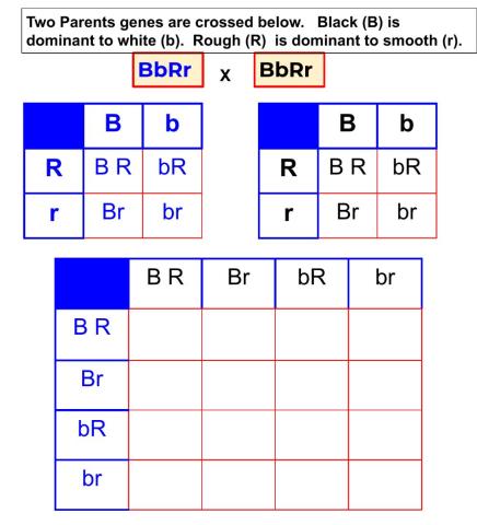Dihybrid Practice