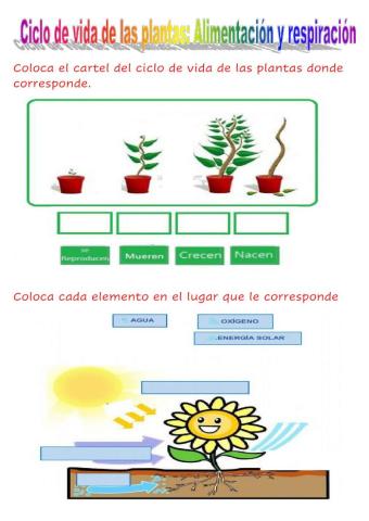 Ciclo de vida de las plantas: Alimentación y respiración