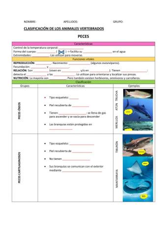 Clasificación de los vertebrados
